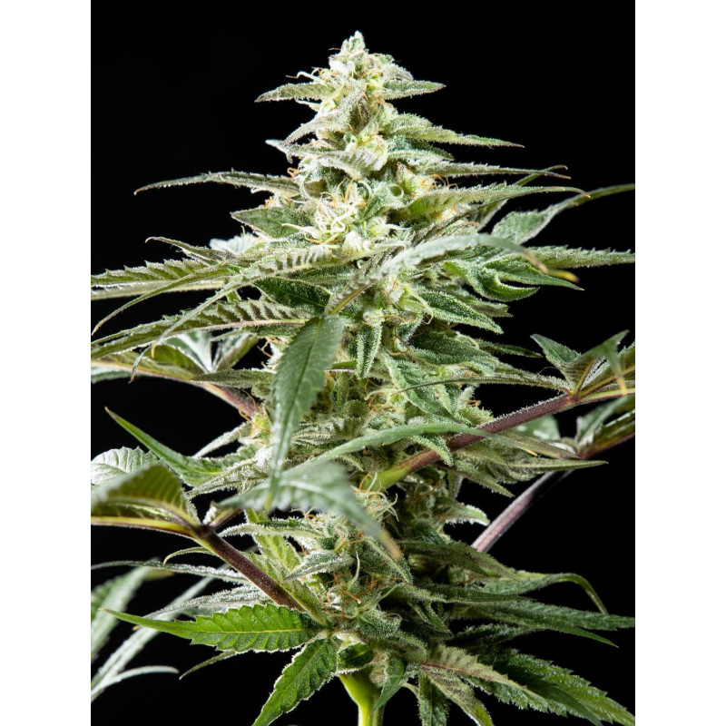 CBD Rich Candy - FEM - Philosophers Seeds