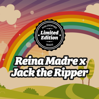 Reina Madre X Jack the Ripper - FEM - Philosopher Seeds