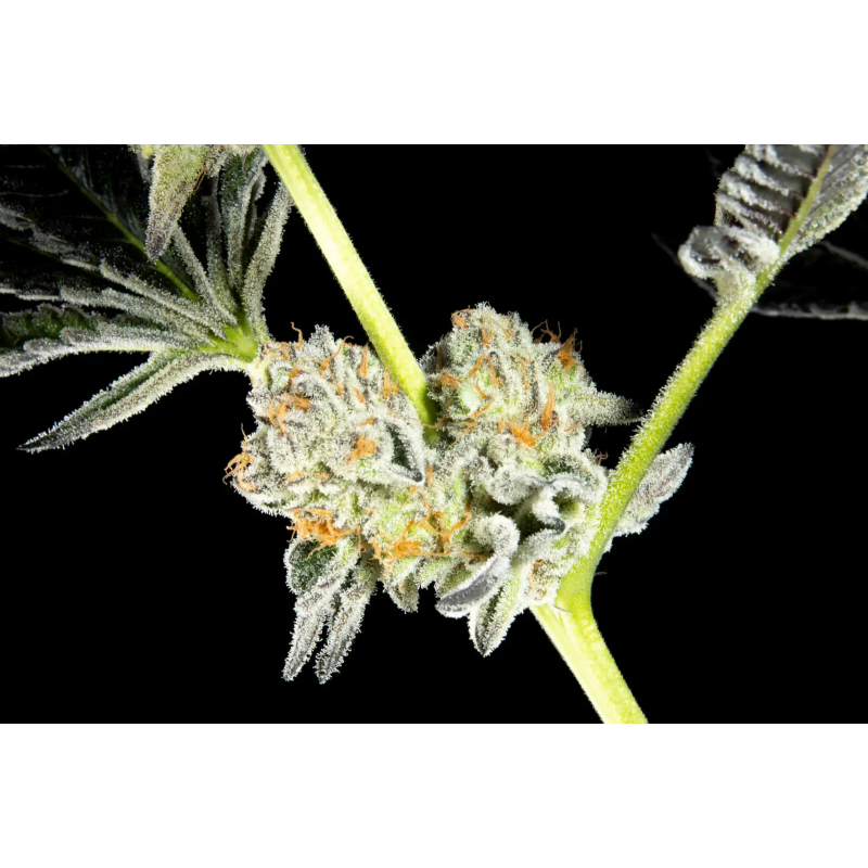 Key Lime Pie x Do-Si-Dos - FEM - Philosophers Seeds