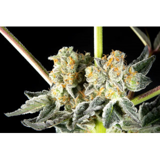 Key Lime Pie x Do-Si-Dos - FEM - Philosophers Seeds