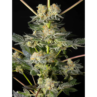 Key Lime Pie x Do-Si-Dos - FEM - Philosophers Seeds