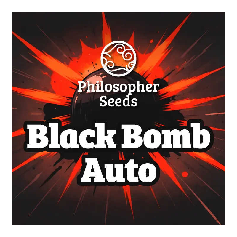 Black Bomb - AUTO - Philosophers Seeds