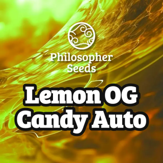 Lemon OG Candy - AUTO - Philosophers Seeds