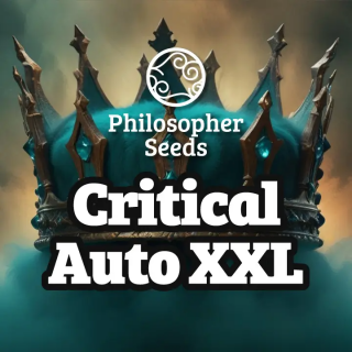 Critical Auto XXL - Philosophers Seeds