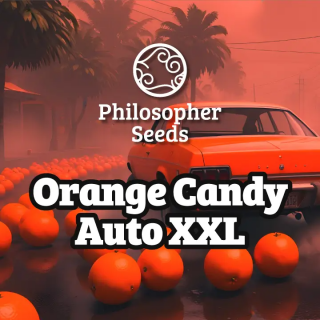 Orange Candy Auto XXL - Philosopher Seeds