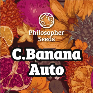 C.Banana -  AUTO - Philosopher Seeds