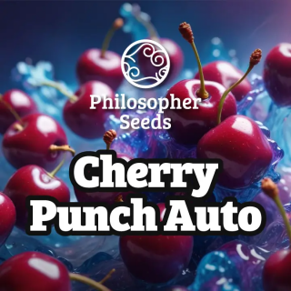 Cherry Punch -  AUTO - Philosopher Seeds