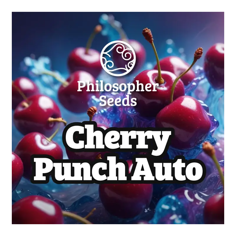 Cherry Punch -  AUTO - Philosopher Seeds