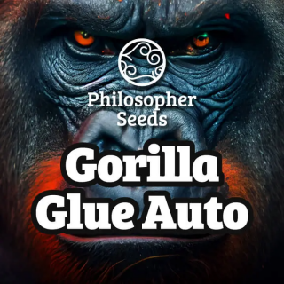 GG#4 -  AUTO - Philosopher Seeds