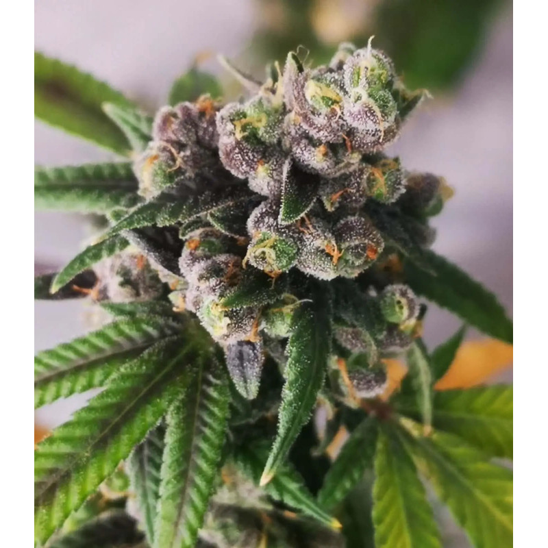 Gorilla Punch -  AUTO - Philosopher Seeds