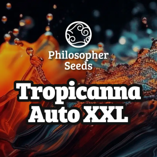 Tropicanna Auto XXL - Philosopher Seeds