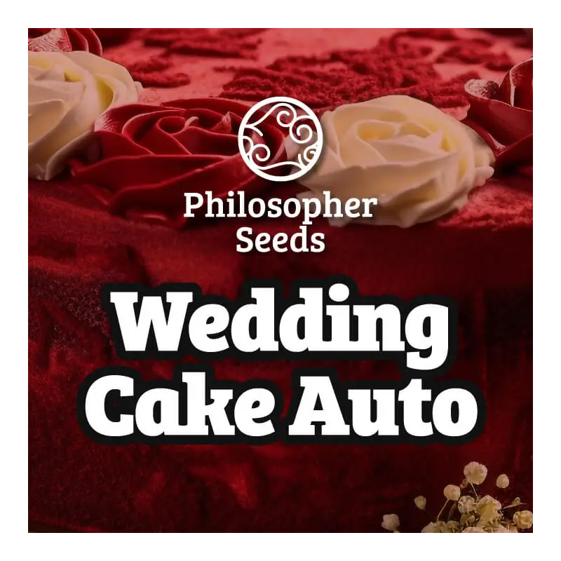 Wedding Cake Auto - Philosopher Seeds