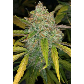 Purple Sunset - AUTO - Philosopher Seeds