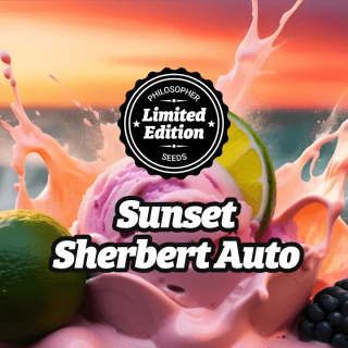 Sunset Sherbert - AUTO - Philosopher Seeds