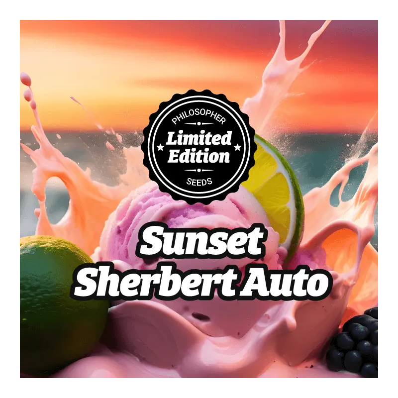 Sunset Sherbert - AUTO - Philosopher Seeds