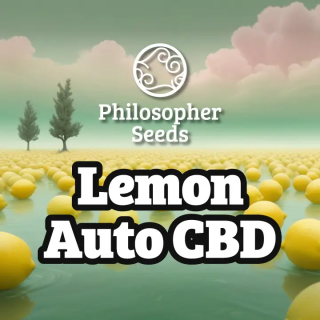 Lemon Auto CBD - Philosopher Seeds