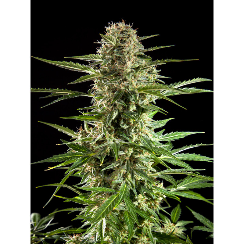 Cheesy Auto CBD - Philosopher Seeds