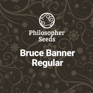 Bruce Banner - REG - Philosopher Seeds