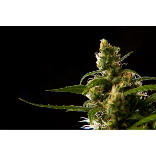 Jamaican Blueberry BX - REG - Philosopher Seeds