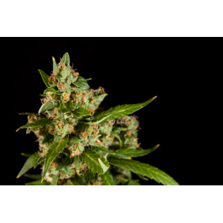 Jamaican Blueberry BX - REG - Philosopher Seeds