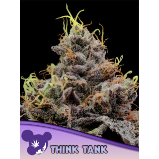 Think Tank - FEM - Anesia Seeds