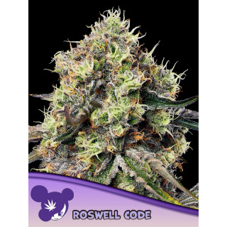 Roswell Code - FEM - Anesia Seeds