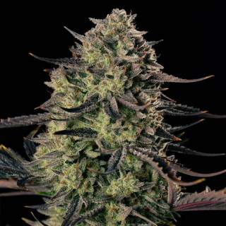 Alien Gas XXL - Autofloraison - Silent Seeds