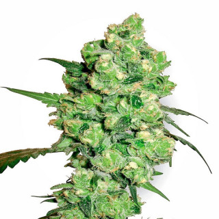 Super skunk sensi seeds régulières