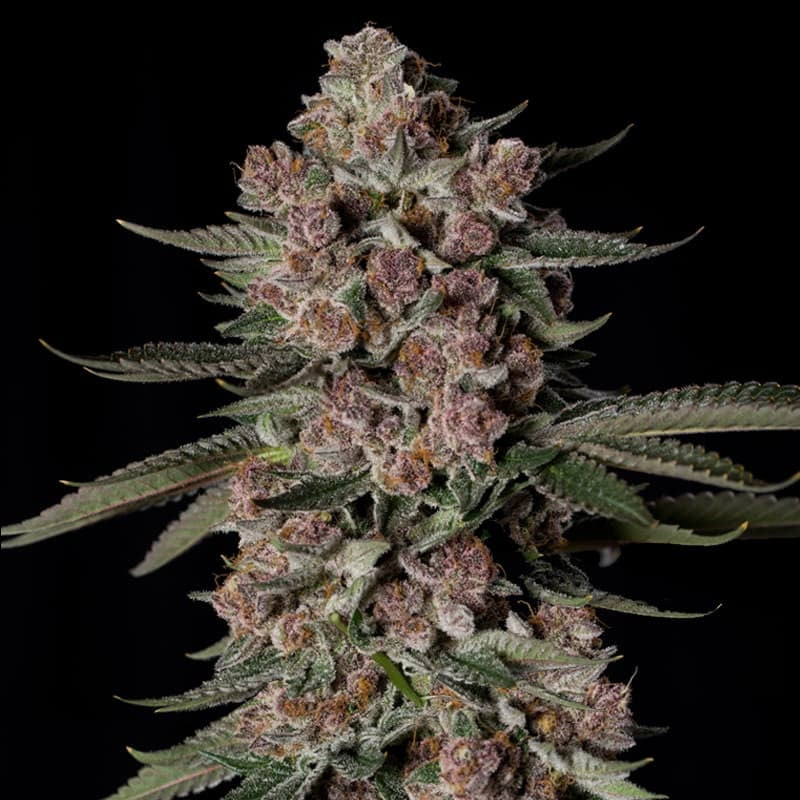 Tropical Jam - Féminisée - Silent Seeds