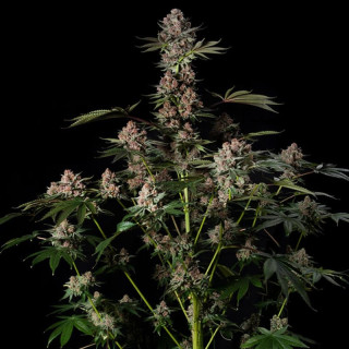 Tropical Jam - Féminisée - Silent Seeds