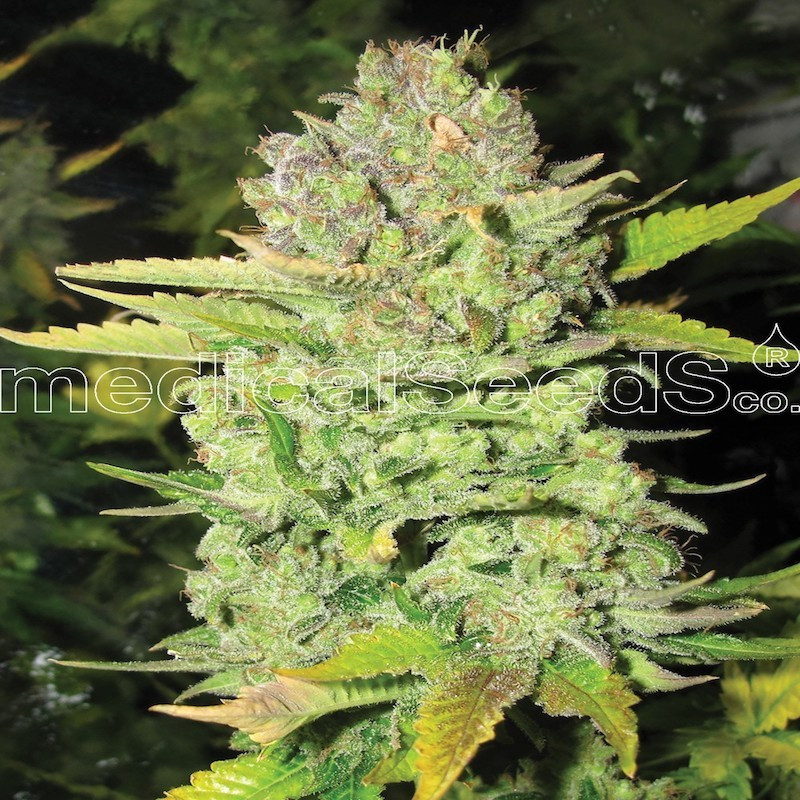 Devil fruit medical seeds féminisée Devil fruit medical seeds féminisée