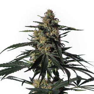 Nightingale NN1 - Féminisée - Medical Marijuana Genetics - Graines de Collection