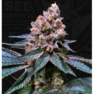 Black Apple Hitchcock - Féminisée - TH Seeds