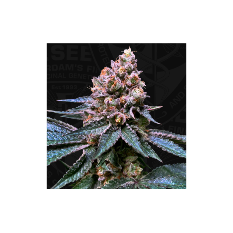 Black Apple Hitchcock - Féminisée - TH Seeds