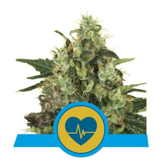 Medical mass CBD royal queen seeds