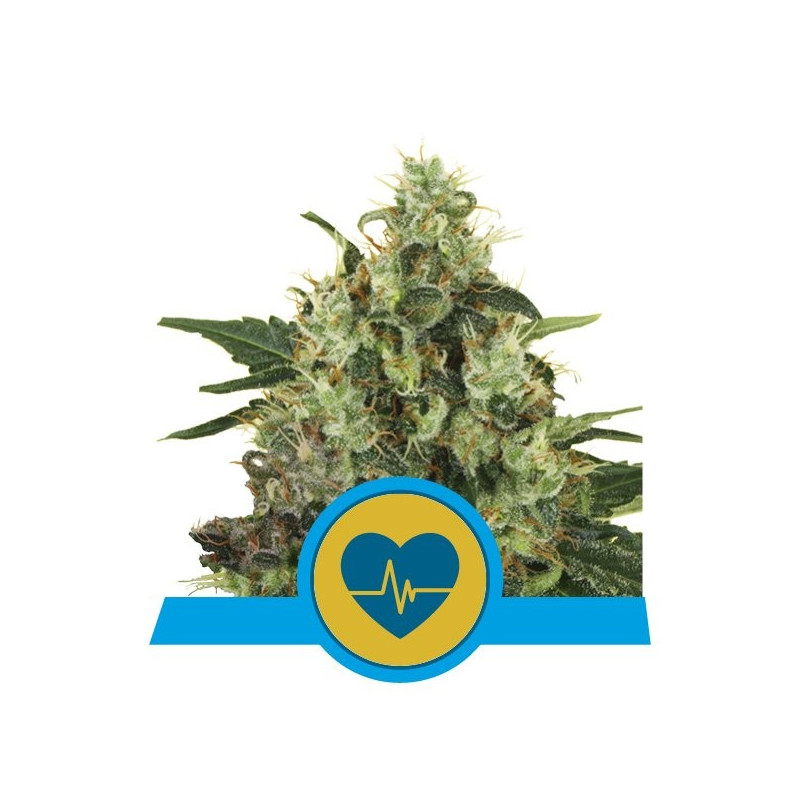 Medical mass CBD royal queen seeds