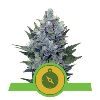 Northern Light - Automatic - Royal Queen Seeds