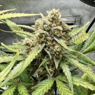 Sweet Mix - Autofloraison - Sweet Seeds Sweet Mix - Autofloraison - Sweet Seeds