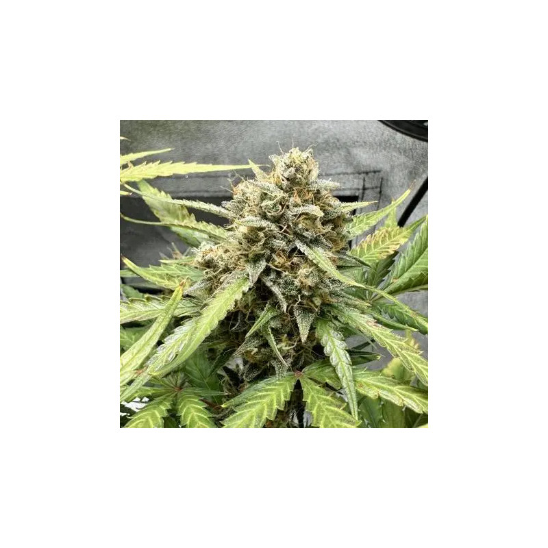 Sweet Mix - Autofloraison - Sweet Seeds Sweet Mix - Autofloraison - Sweet Seeds
