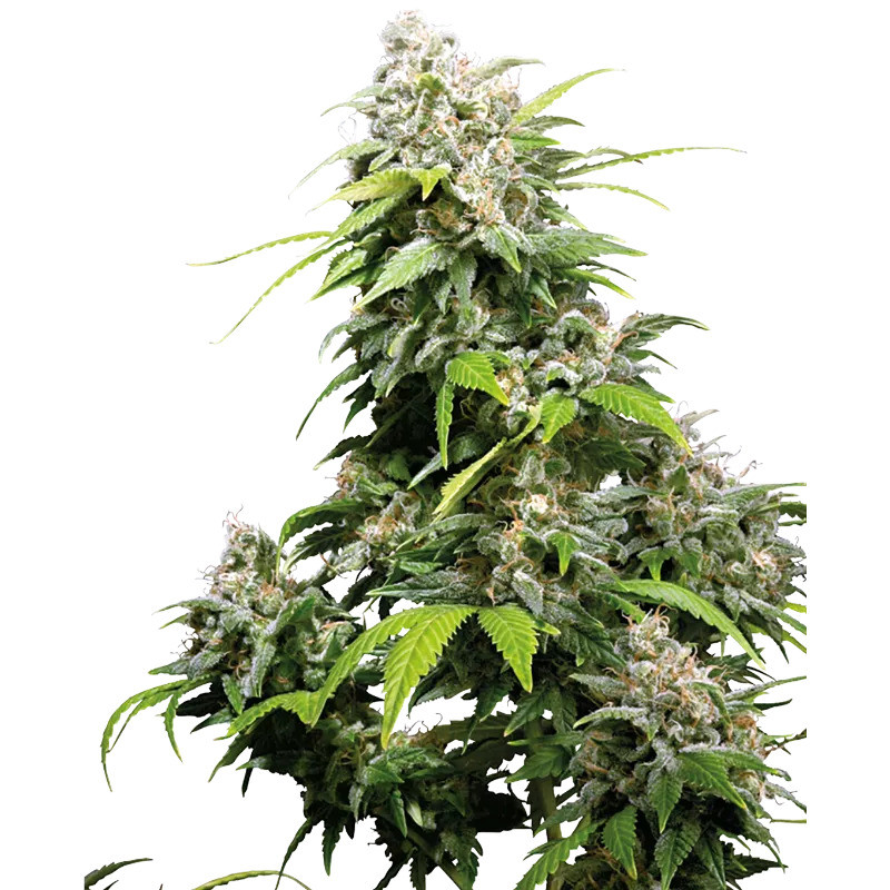 California Indica - Féminisée - Sensi Seeds