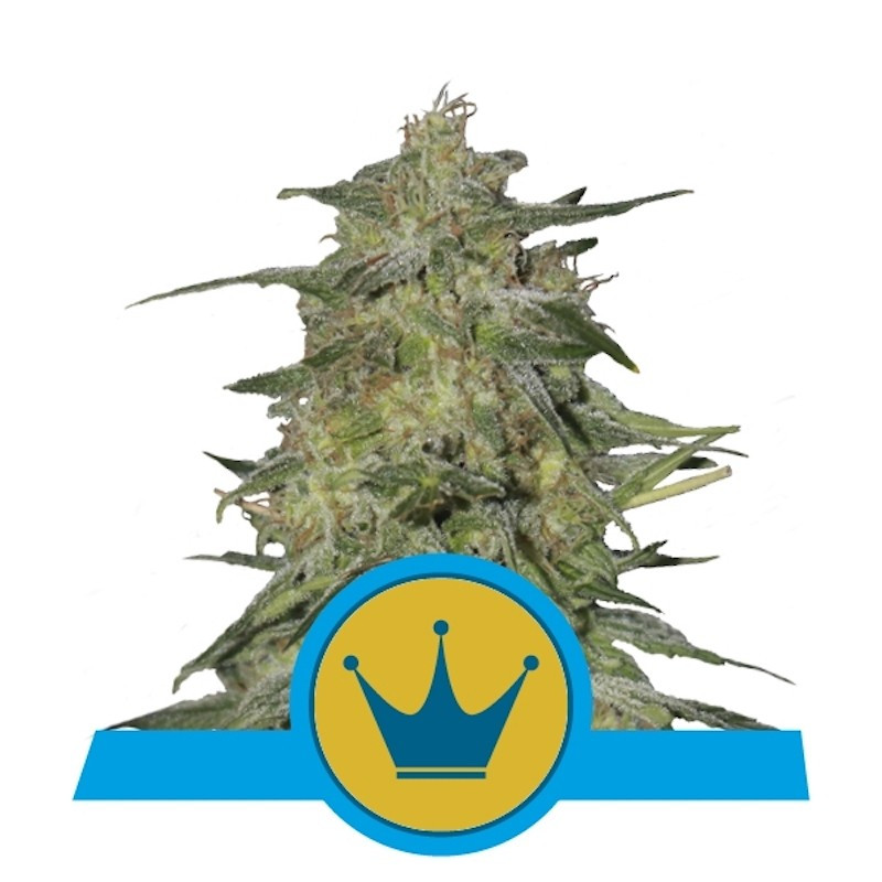 Royal highness CBD royal queen seeds