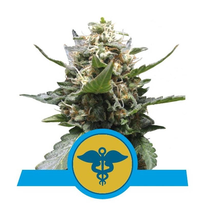 Royal medic CBD royal queen seeds