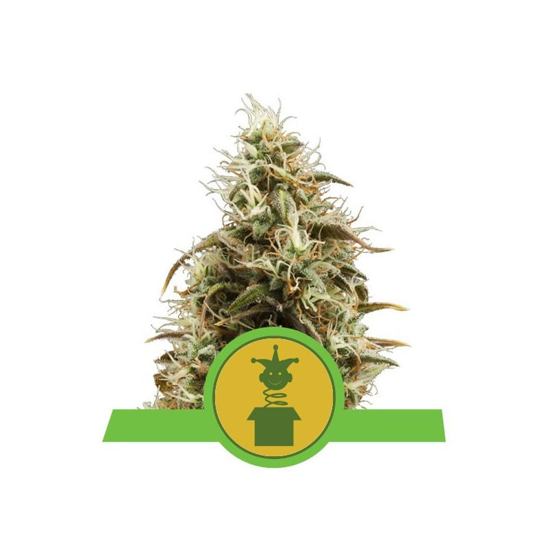 Royal Jack Automatic - Royal Queen Seeds
