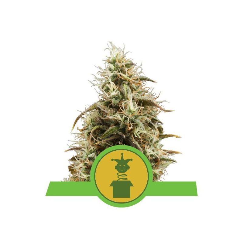 Royal jack automatic royal queen seeds