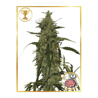 Mr. Amnesia Mass - Mr Hide Seeds