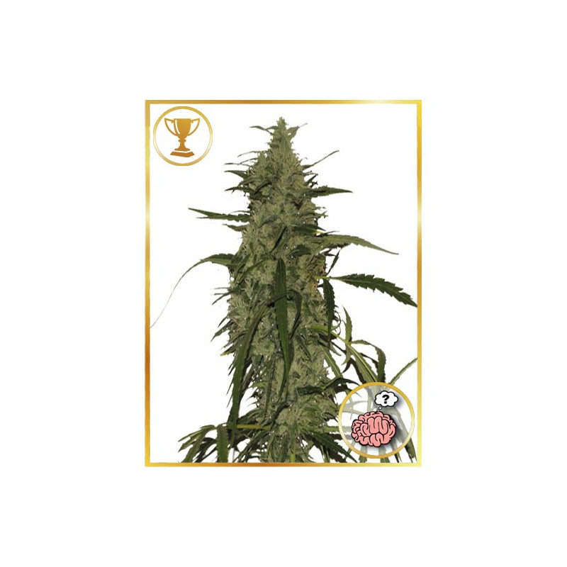 Mr. Amnesia Mass - Mr Hide Seeds