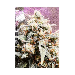 Mr. Amnesia Mass - Mr Hide Seeds