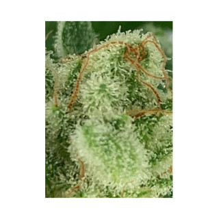 Mr Gorilla Cream - Mr Hide Seeds