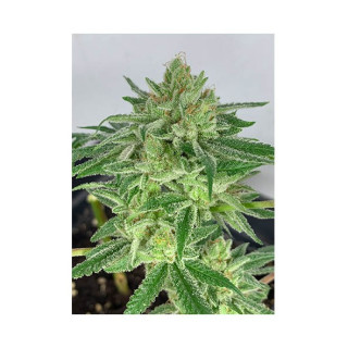 Mr Gorilla Cream - Mr Hide Seeds