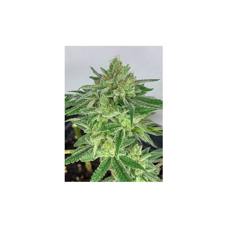 Mr Gorilla Cream - Mr Hide Seeds